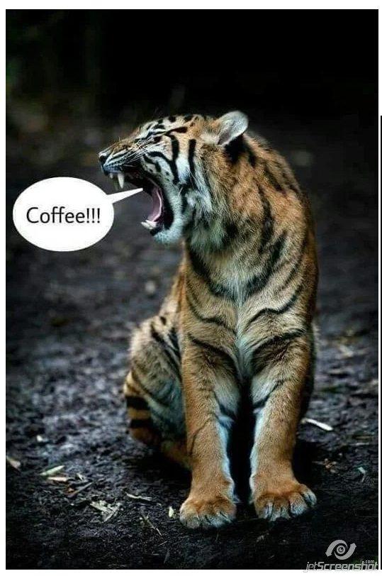 coffee tiger