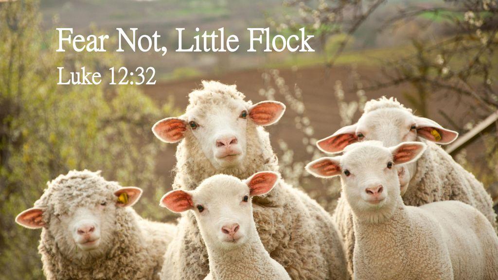 fear not little flock