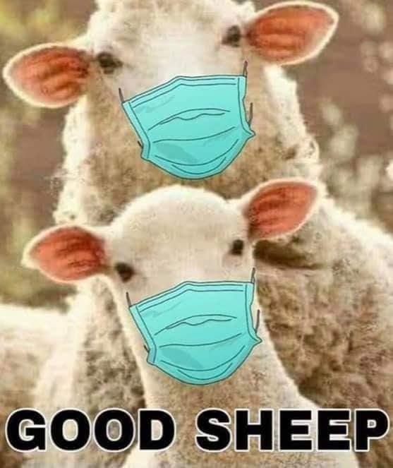 Good Sheep