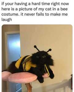 Bee Cat