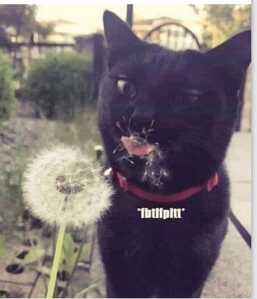 dandelion cat